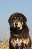 DOGUE DU TIBET 201